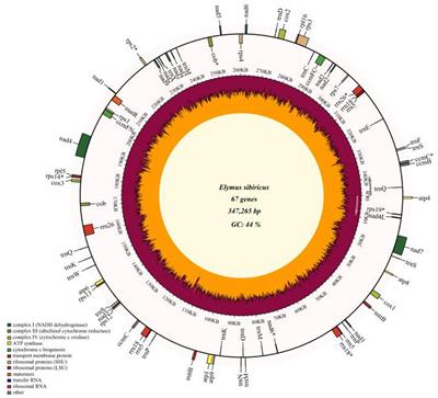 The Complete Mitogenome of Elymus sibiricus and Insights Into Its Evolutionary Pattern Based on Simple Repeat Sequences of Seed Plant Mitogenomes